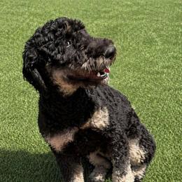 June Bug - Phantom female Bernedoodle puppy in Fairfield, Illinois from Positively Doodles