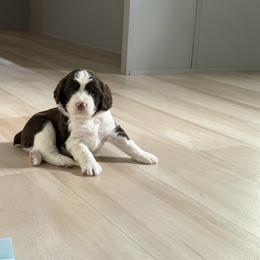 Teddy - Liver white and tan male English Springer Spaniel puppy in Lufkin, Texas from Shifletknights Springer Spaniels