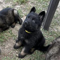German Shepherd Puppies from vom Noctis