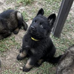 German Shepherd Puppies from vom Noctis