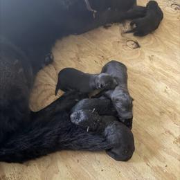Boy 1 - Black male German Shepherd puppy in Saluda, South Carolina from Ray Ranch, LLC