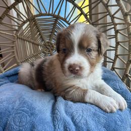 Kristoff - Red merle male Australian Shepherd puppy in Grants Pass, Oregon from Carmel Mountain Aussies