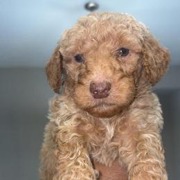 Virgo - Apricot male Poodle puppy in Sandy Springs, Georgia from Amore’ Poodle Co.
