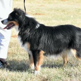 Harriett - Toy Australian Shepherd