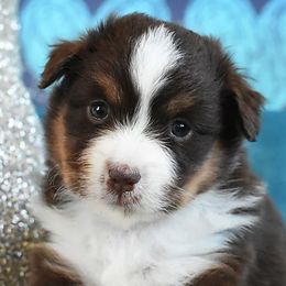 Miniature Australian Shepherds and Toy Australian Shepherds from Magnolia Hills Farm