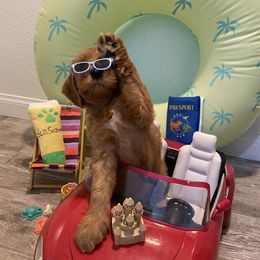 Australian Labradoodle Puppies from Little Kingdom Doodles