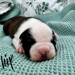 Boy 2 - Seal brown male American Pit Bull Terrier puppy in Nine Mile Falls, Washington from Bartin Kennels
