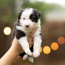 Sirio - Black and white male Border Collie puppy in Austin, Texas from Border Collie dei Fanelli