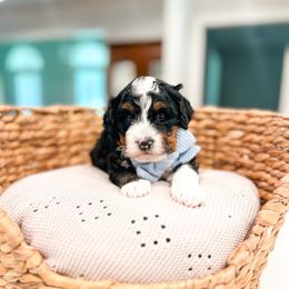 Miller - Tri-color male Bernedoodle puppy in Sulphur, Louisiana from Curly Q’s Of Carlyss
