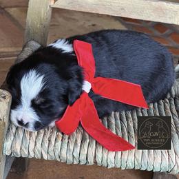 Cupid - Black tri male Toy Australian Shepherd puppy in Kenedy, Texas from C&W Toy Aussies & Poodles