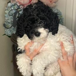 Maple - Black and white female Cavapoo puppy in Sun City, Arizona from AZ Cavapoos