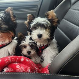 Biewer Terrier puppies from Donna's Biewer Terriers