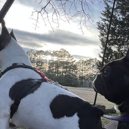 French Bulldogs from Ciel Vivant Kennels