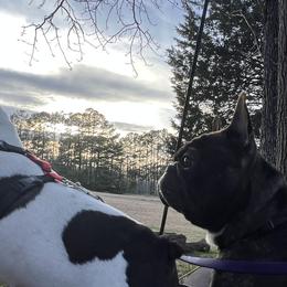 French Bulldogs from Ciel Vivant Kennels