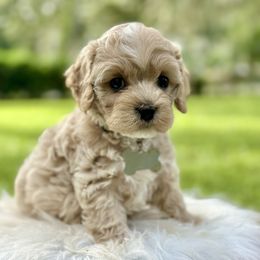 Fettuccine - Cream male Cockapoo puppy in Palm Beach County, Florida from Benji’s Cockapoos