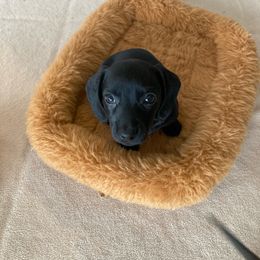 Dachshund and German Shepherd Puppies from Mountain Valley Kennel
