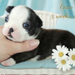 Boy 1-Enzo - Black and white male Boston Terrier puppy in North Central, Vermont from Windy Valley’s Bostons