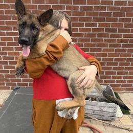 Whiskey - Sable male German Shepherd puppy in Gainesville, Georgia from Vom Haus Schair-Finest Working line German Shepherd Puppies