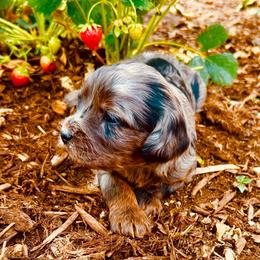 McKenzie - Merle male Cavapoo puppy in Colorado Springs, Colorado from Blue Cottage Farm Cavapoos