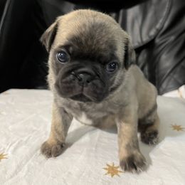 Benjamin - Brindle male Pug puppy in South Carolina from Pugs From the Corner