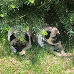 Pugs from Fox Farm Kennel