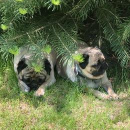 Pugs from Fox Farm Kennel