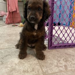 Cockapoo Puppies from Misha’s Miracles