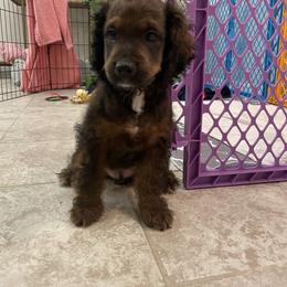 Cockapoo Puppies from Misha’s Miracles