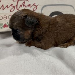 Dante - Red male Shih Tzu puppy in Ross County, Ohio from Ashville Shih Tzu Chalet