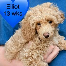 ONLY ONE BABY LEFT... - Cream male Poodle puppy in Bedford, Texas from S.H.A.R.P.’s Toy Poodles