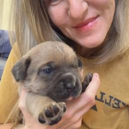 Cane Corso Puppies from Venom Cane Corsos