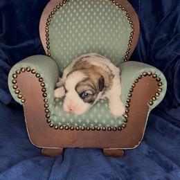 Boy 2 - male Coton de Tulear puppy in North Augusta, South Carolina from Furever Cotons