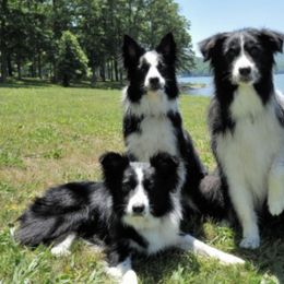 Border Collies from Dr. Debbie Mims' Border Collies