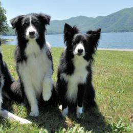Border Collies from Dr. Debbie Mims' Border Collies