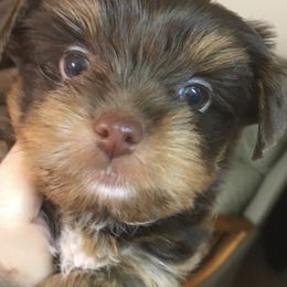 Yorkshire Terrier Puppies from Toy Town Yorkies
