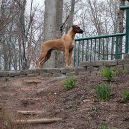 Bango - Rhodesian Ridgeback