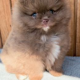 Alvin - Chocolate male Pomeranian puppy in Coleman, Oklahoma from Pretty Poms