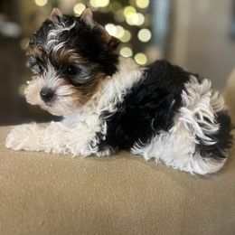 Dash - Parti male Yorkshire Terrier puppy in Calhoun, Georgia from Peach State Yorkies