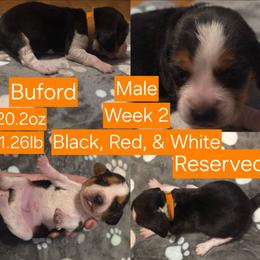 Buford Orange Male - Black red and white male Beagle puppy in Bemidji, Minnesota from Nse Farms Beagles