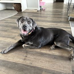 Knox - Labrador Retriever