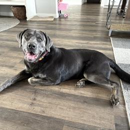 Knox - Labrador Retriever
