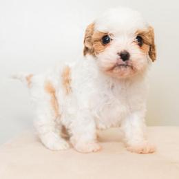 Clover - Blenheim female Cavapoo puppy in Tucson, Arizona from Ever After Doodles Arizona