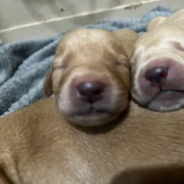 Labrador Retriever Puppies from J and D Retrievers