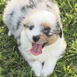 Miniature Australian Shepherd Puppies from Diamond R Aussies