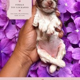 Storm - Merle female Cockapoo puppy in Otisville, Michigan from Danie’s Darling Doodles LLC