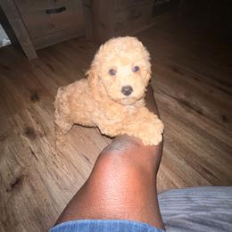 Peanut Muffin - Apricot male Poodle puppy in Lancaster, South Carolina from Semone’s Poodles