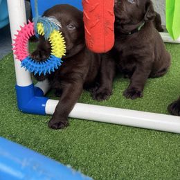 Puppy 2 - Chocolate male Labrador Retriever puppy in Orlando, Florida from Clarisma K9’s