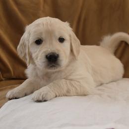 White Collar - Light golden female Golden Retriever puppy in Roseburg, Oregon from Unbound Goldens
