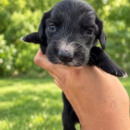 Luna - Black female Dachshund puppy in Jarales, New Mexico from Poker Paws Dachshunds