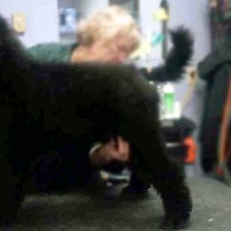 Augustus Teal Green Boy - Poodle puppy in Minnesota from Talisman Poodles